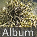Album Algen <!--hidden-->